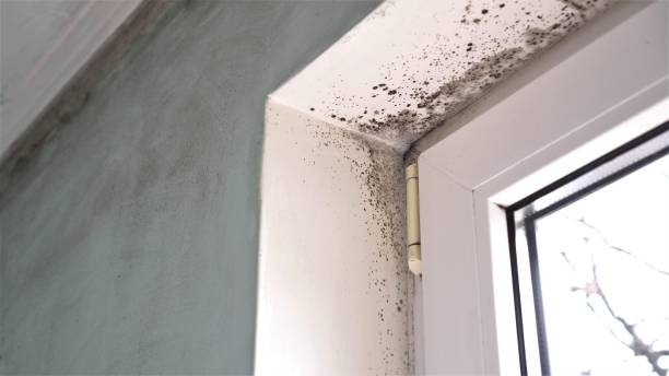 Best Mold Cleaning Services  in Indianola, WA
