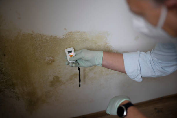Best Commercial Mold Removal  in Indianola, WA