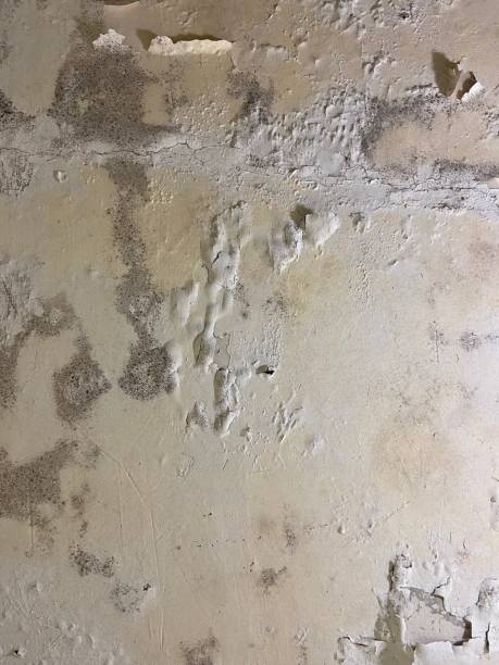 Indianola, WA Mold Removal Company