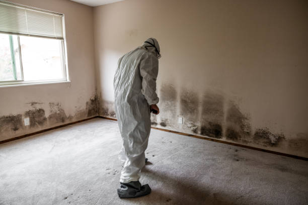 Best Attic Mold Removal  in Indianola, WA